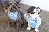 Canine companions spreading joy across Christchurch